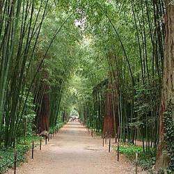 Bambouseraie De Prafrance
