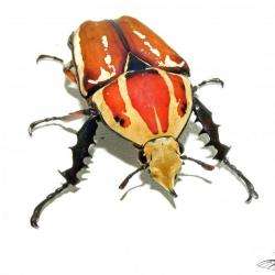 Animalerie Beetles House - 1 - 