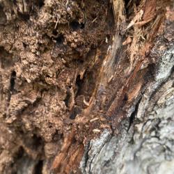 Best Termites Gers Arblade Le Haut