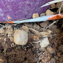 Bricolage BEST TERMITES - 1 - Traitement Termites - 