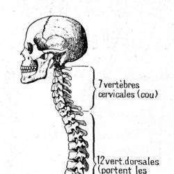 Ostéopathe BOUVIER Jean-Pierre - 1 - 