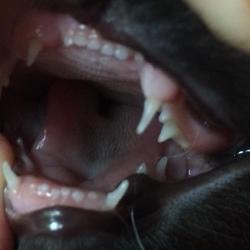 Vétérinaire BRUN NICOLAS - 1 - Et En Plus, Malformation D'une Des Canines, à Gauche Sur La Photo, Non Mentionnée Dansl E Certificat De Bonne Santé - 