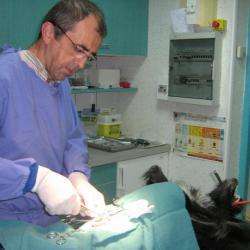 Vétérinaire Clinique Vétérinaire Les Grands Prés - 1 - Chirurgie - 