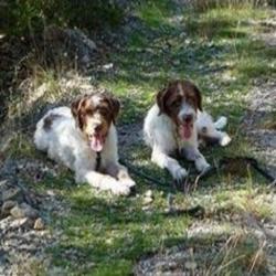 Cours et formations Cathy's Dogs - 1 - 
