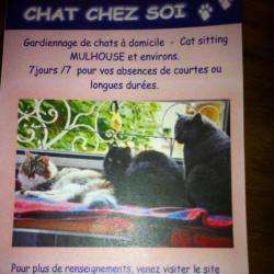 Chat Chez Soi  Cat Sitting Mulhouse