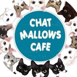 Chat Mallows Café Paris