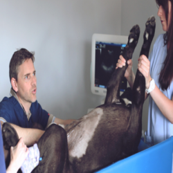 Clinique Vétérinaire Animedis  La Ciotat