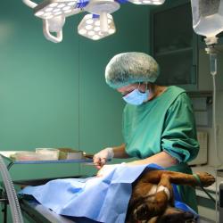 Animalerie Clinique vétérinaire Grand Angles - Sevetys - 1 - 