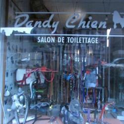 Dandy Chien Thonon Les Bains