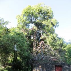 Dr.tree Arboriste Grimpeur Mendive