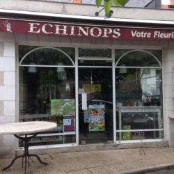 Echinops Votre Fleurs Blois