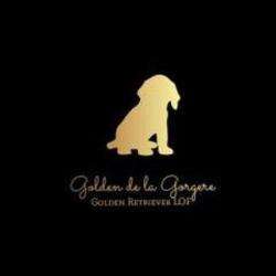 Elevage Elevage Golden Retriever de la Gorgère - 1 - 