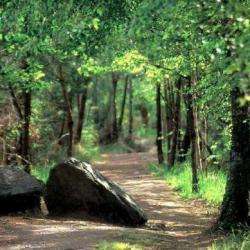 Forêt De Brocéliande Paimpont
