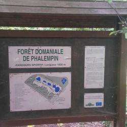 Forêt De Phalempin