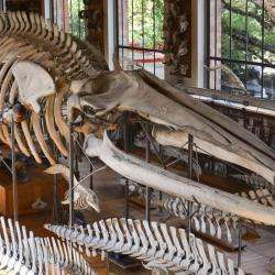 Musée Galerie anatomie Comparée Paléontologie - 1 - Crédit Photo : Site Internet Mnhn.fr/ - 