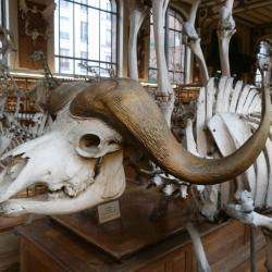 Galerie anatomie Comparée Paléontologie