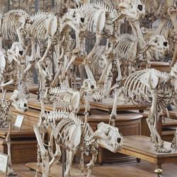 Musée Galerie de Paléontologie et d’Anatomie - 1 - 
