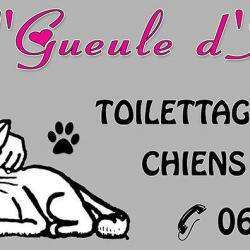 Salon de toilettage Gueule D'Amour - 1 - Toilettage à Domicile En Creuse Et Allier - 