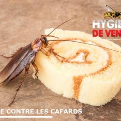 Désinsectisation et Dératisation Hygiène de Vendée (HDV3D) - 1 - Désinsectisation Contre Les Cafards Et Les Blattes - 