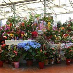 Jardinerie jardinerie Dicharry - 1 - 