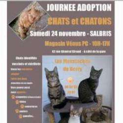Journée D'adoption De Chats Et Chatons Salbris