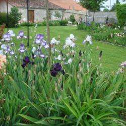 La Ferme Des Iris - Le Jardin Des Dames Courbillac