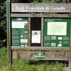 La Forêt De Carnelle Saint Martin Du Tertre