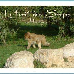 La Foret Des Singes Rocamadour