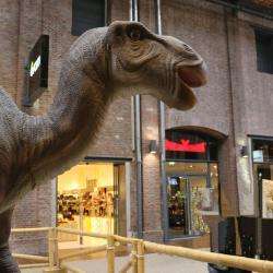 Les Dinosaures Géants Le Havre