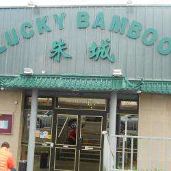 Lucky Bamboo
