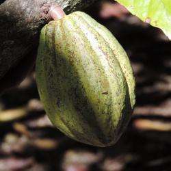 Maison Du Cacao Pointe Noire