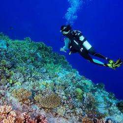 Assurance Maupiti Diving - 1 - 