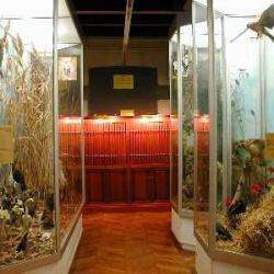 Musée muséum d'histoire naturelle henri-lecoq - 1 - 