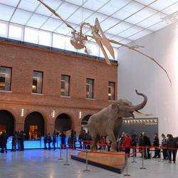 Muséum D'histoire Naturelle Toulouse