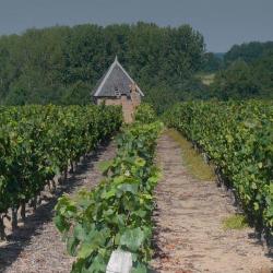 Caviste Nairaud Suberville - Domaine viticole - 1 - 