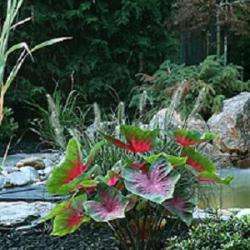 Jardinage Nature Et Deco - 1 - Votre Paysagiste à Moulins - 