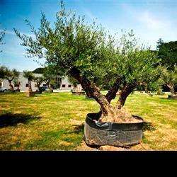 Jardinerie oliviers-centenaires - 1 - 