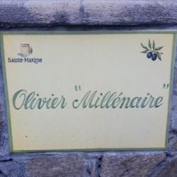 Olivier Millénaire Sainte Maxime
