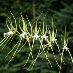 Fleuriste Orchidées Vacherot - 1 - Brassia Verrucosa - 