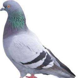 Désinsectisation et Dératisation Provence Nuisibles Service - 1 - Lutte Anti Pigeons - 