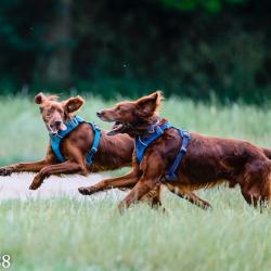 Cours et formations Quintessence Canine - Comportementaliste Chien - Education Canine - 77 - 1 - 