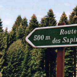 Route Des Sapins
