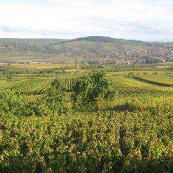Site touristique Route des vins d'Alsace - 1 - 