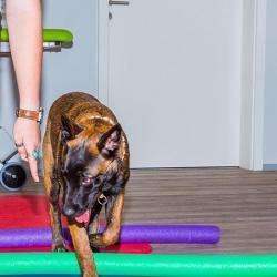 Cours et formations School Dog - 1 - 