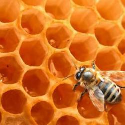 Secrets D'apiculteur Lyon