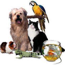 Garde d'animaux et Refuge TAXI ANIMALIER - 1 - 