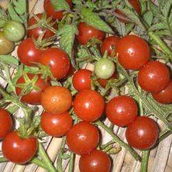 Tomate Cerise Gagny