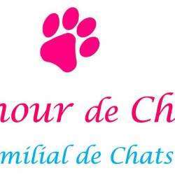 Animalerie Un Amour De Chaton - 1 - 