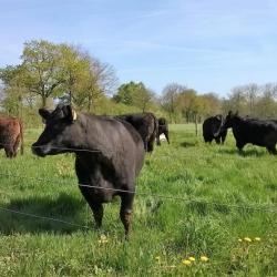 Vache Et Compagnie Saint Hilaire La Forêt