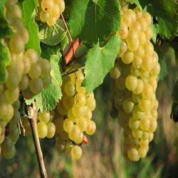 Viticulteur And Producteur De Vin Dans Le Bugey - Caveau Dufour